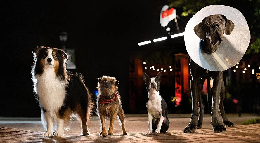 Josh Greenbaum Ungkap Sebagian Besar Adegan Film Strays Diperankan Oleh Anjing Asli