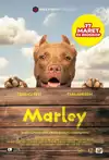 Jadwal Film Marley