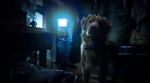 Review Film Good Boy: Horor Menyentuh dari Sudut Pandang Seekor Anjing